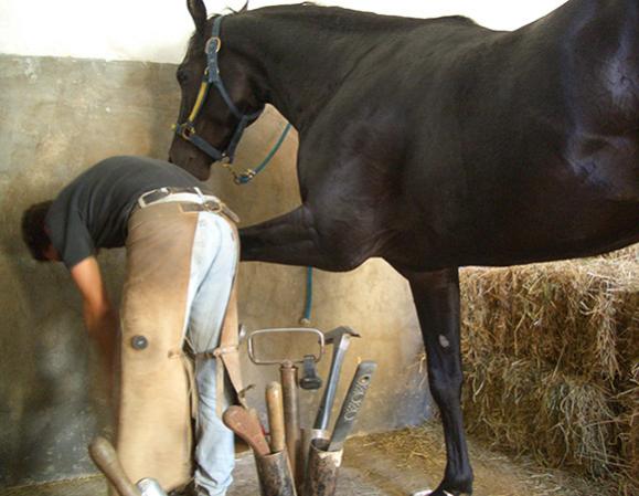 Pose d'une ferrure orthopédique