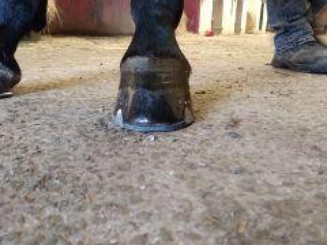 ferrure de sport pour cheval de selle du coté de Lisieux, réalisé par Antoine Salaün