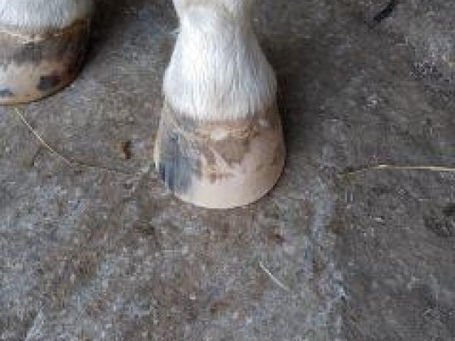 présentation d'un parage pour un cheval qui travail pieds nue